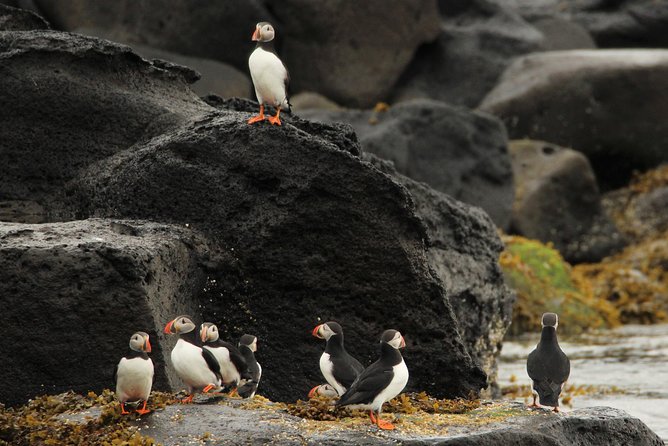 Reykjavik Premium Puffin tour | Close Up and Personal - The RIB ride: safety, comfort, and the reality of wind