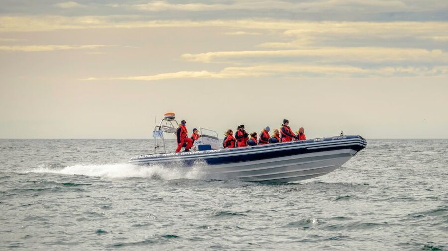 Reykjavik: Premium Whale and Puffin Watching Evening Tour - Why the midnight sun makes an evening whale safari work