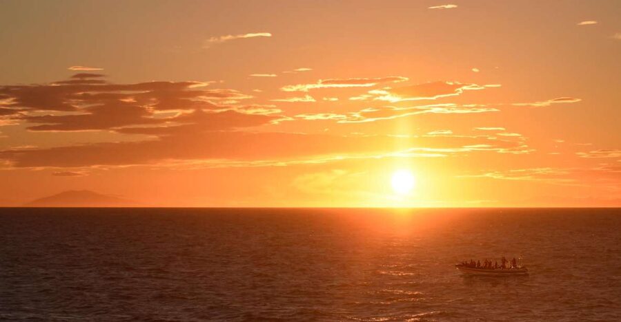 Reykjavik: Premium Whale and Puffin Watching Evening Tour - Puffins first, then whales and dolphins on open water