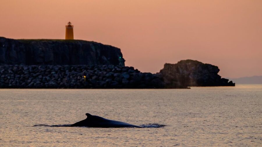 Reykjavik: Premium Whale and Puffin Watching Evening Tour - How the small-group RIB style changes your spotting experience