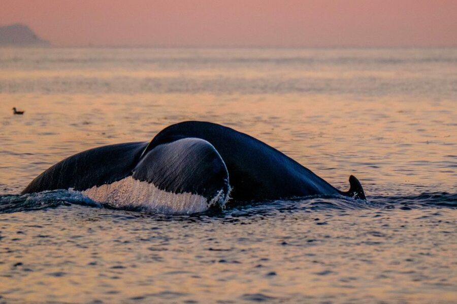 Reykjavik: Premium Whale and Puffin Watching Evening Tour - Price and value: why $200 may feel fair for this setup