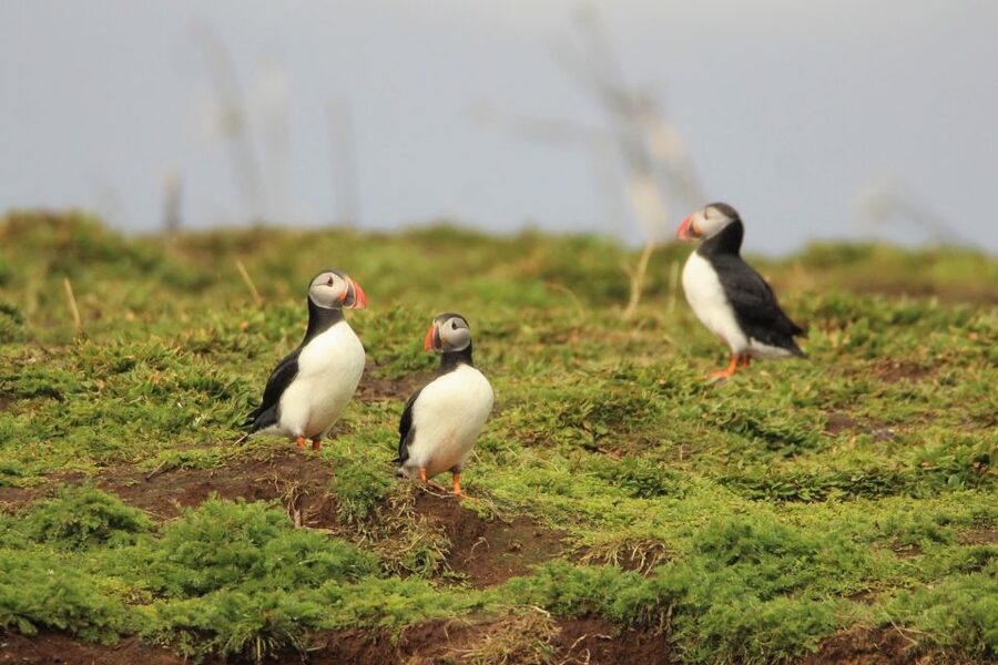 Reykjavik: Premium Whale and Puffin Watching Evening Tour - What happens after the wildlife search, and why the shoreline matters