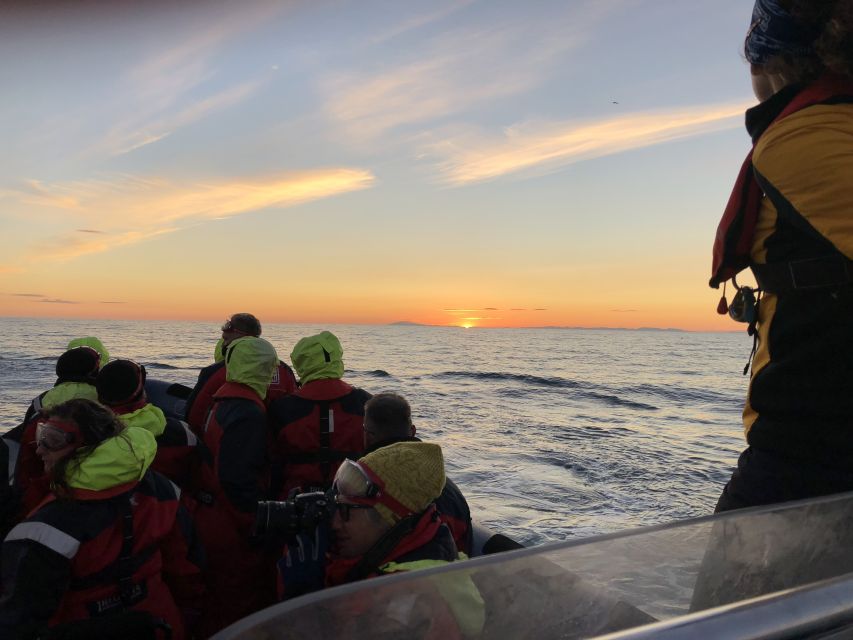 Reykjavik: Premium Whale and Puffin Watching Evening Tour - Should you book it