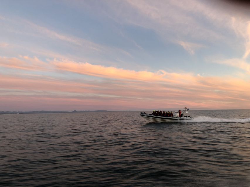 Reykjavik: Premium Whale and Puffin Watching Evening Tour - Getting to Faxaflói Bay from Reykjavík Old Harbour in a RIB