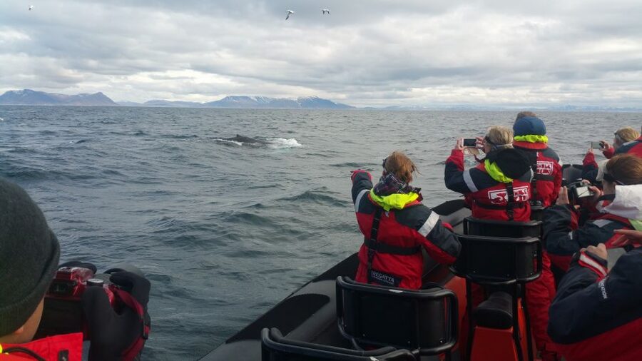 Reykjavik: Premium Whale Watching with Flexible Ticket - Should you book this premium whale watching RIB tour?