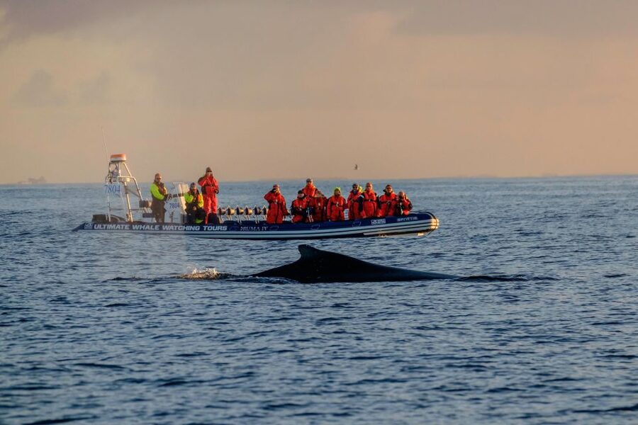 Reykjavik: Premium Whale Watching with Flexible Ticket - What you can spot: humpbacks, minke whales, dolphins, and puffins
