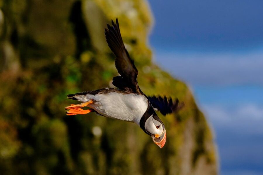 Reykjavik: Premium Whale Watching with Flexible Ticket - The 2-hour cruise: how the search and viewing time usually feels