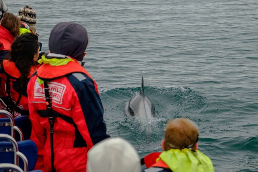 Reykjavik: Premium Whale Watching with Flexible Ticket - When whales do not show up: flexible plans and a free retry