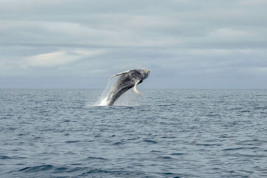 Reykjavik: Premium Whale Watching with Flexible Ticket - Price and value: what you’re paying for at about $202 per person