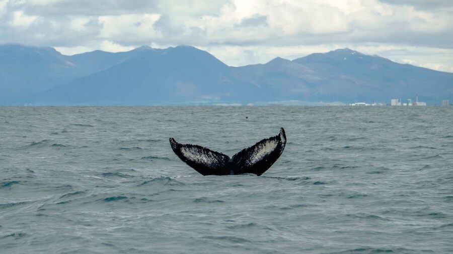 Reykjavik: Premium Whale Watching with Flexible Ticket - Who this tour fits best, and who should rethink it
