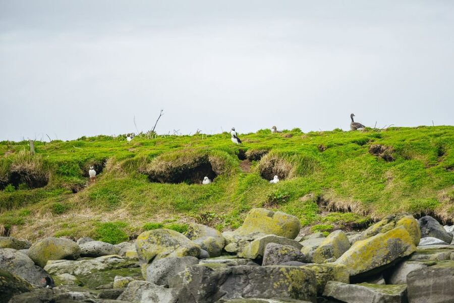 Reykjavik: Puffin Watching Boat Tour - Getting to the water: Old Harbour check-in and your boat