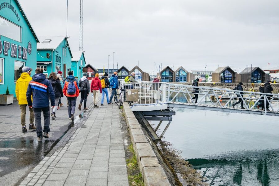 Reykjavik: Puffin Watching Boat Tour - Bird bonus: what you’ll learn beyond puffins