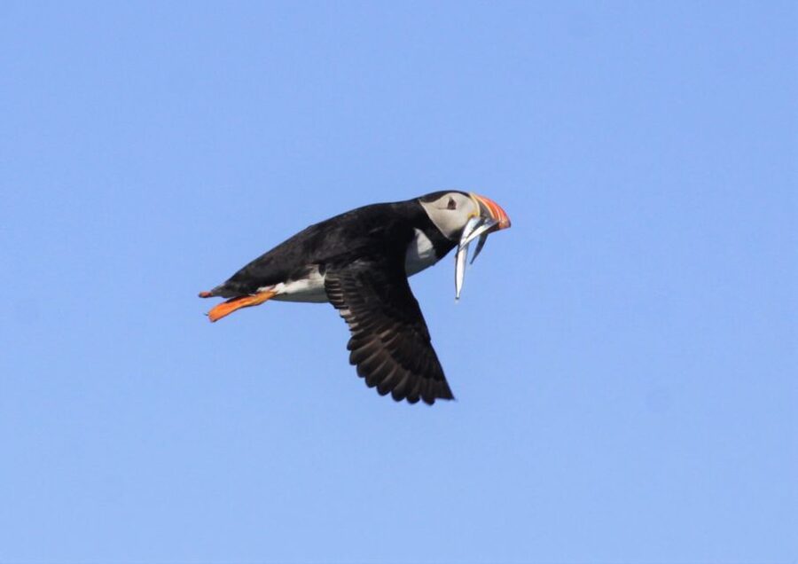 Reykjavik: Puffin Watching Tour - Who this RIB puffin cruise suits best, and who should skip it