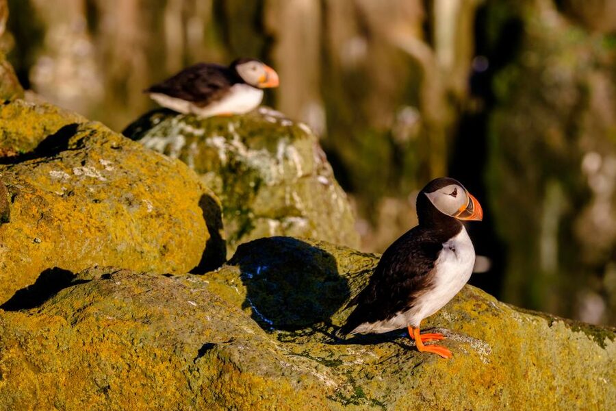 Reykjavik: Puffin Watching Tour - Value for $101: what you get for the price in Iceland terms