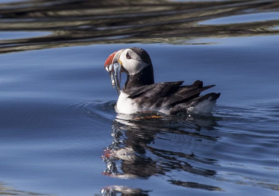 Reykjavik: Puffin Watching Tour by RIB Speedboat - Old Harbour Meet-Up: Timing It So You Do Not Miss the Ride