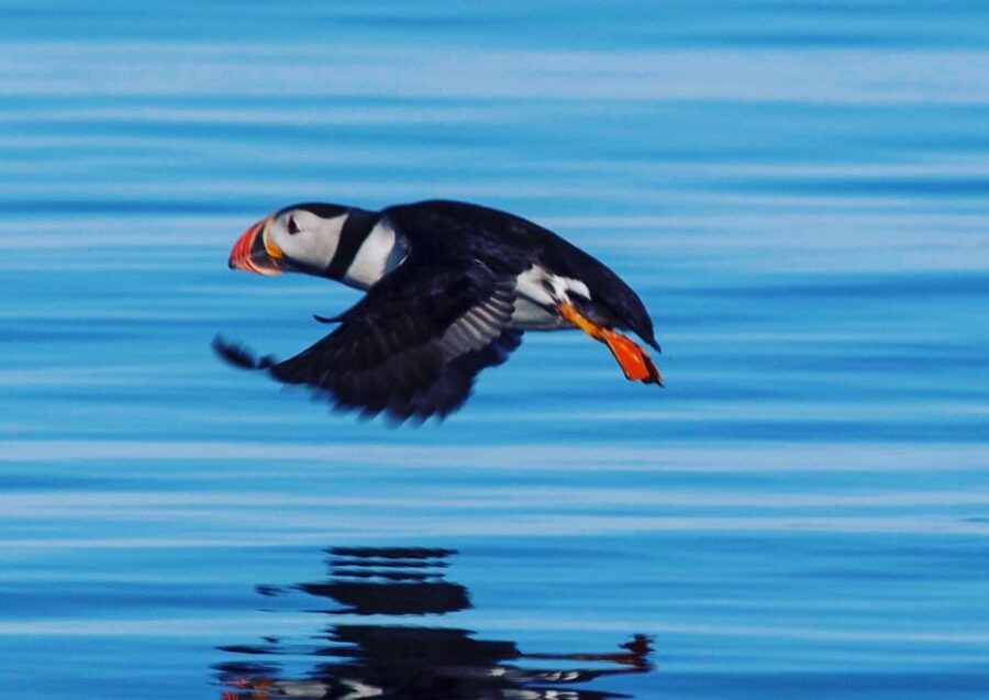 Reykjavik: Puffin Watching Tour by RIB Speedboat - Lundey and Akurey: Why These Islands Are Built for Puffin Watching