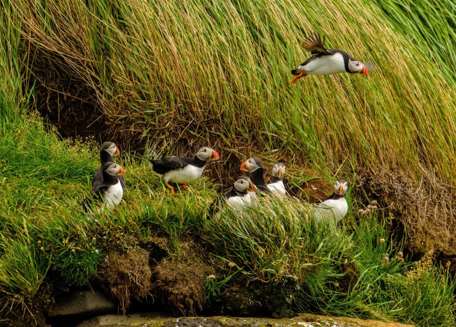 Reykjavík: RIB Speed-Boat Puffin Watching Tour - Why a RIB puffin trip beats the big-boat version near Reykjavik