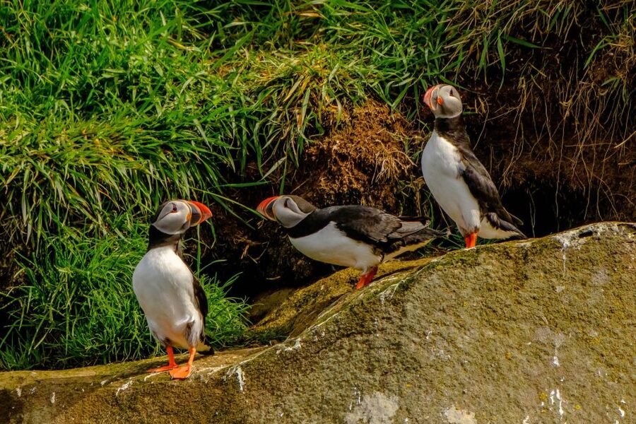 Reykjavík: RIB Speed-Boat Puffin Watching Tour - Puffins 101 in Iceland: why 60% of the world is here