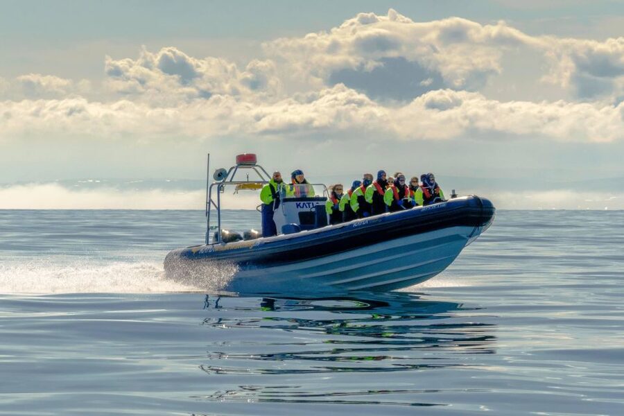 Reykjavík: RIB Speed-Boat Puffin Watching Tour - Price and value: what $81 buys you (and what it does not)