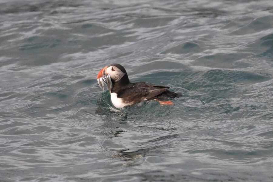 Reykjavík: RIB Speed-Boat Puffin Watching Tour - Gear and comfort: waterproof suits, goggles, and life vests that matter