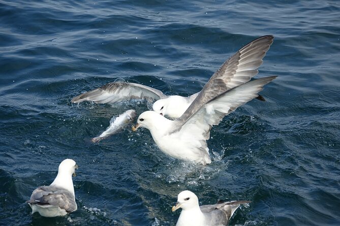 Reykjavik's Finest Catch: Guided Sea Angling Tour for All Levels - The BBQ Lunch Moment: Fresh Fish Right After You Catch It