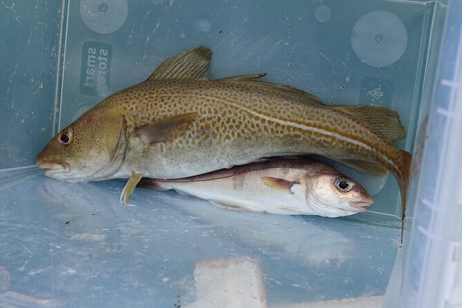 Reykjavik's Finest Catch: Guided Sea Angling Tour for All Levels - Should You Book Reykjaviks Finest Catch?
