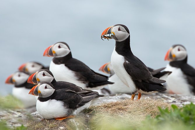Reykjavik Shore Excursion: Puffin Sightseeing Cruise - Quick Reality Check Before You Go