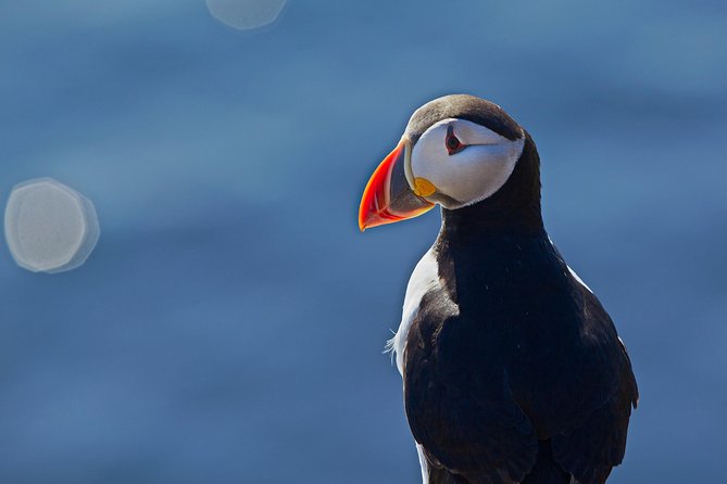 Reykjavik Shore Excursion: Puffin Sightseeing Cruise - The 15-Minute Run Out: Commentary Begins Before You Even Spot Birds