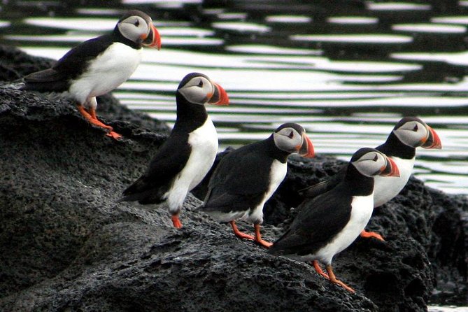 Reykjavik Shore Excursion: Puffin Sightseeing Cruise - The Main Loop Around Akurey: Where the Real Birdwatching Happens
