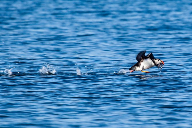 Reykjavik Shore Excursion: Puffin Sightseeing Cruise - Binoculars, Boat Angles, and Photo Tips That Actually Help