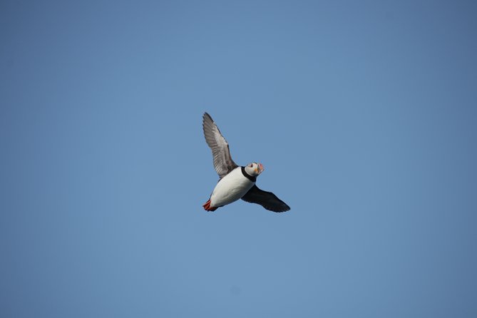 Reykjavik Shore Excursion: Puffin Sightseeing Cruise - On Board Comfort: Coffee, Engine-Off Moments, and Group Size