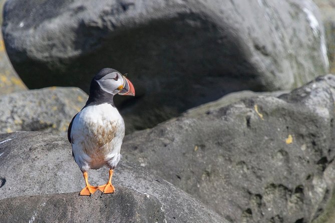Reykjavik Shore Excursion: Puffin Sightseeing Cruise - Your Naturalist Guide: What the Flora and Fauna Talk Adds