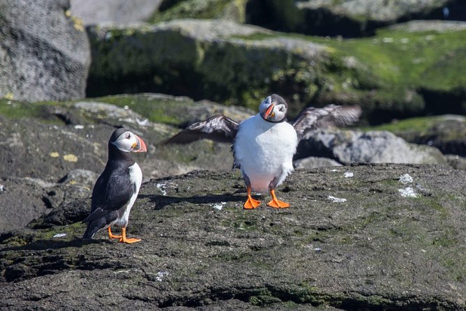 Reykjavik Shore Excursion: Puffin Sightseeing Cruise - Reykjavik to Akurey: Why This Is a Great Short Shore Excursion