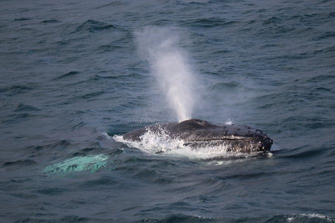 Reykjavik Shore Excursion: Whale-Watching Cruise - Quick highlights