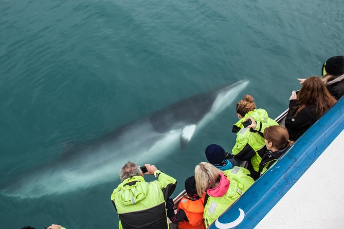 Reykjavik Shore Excursion: Whale-Watching Cruise - Price and what you actually get for $108.13