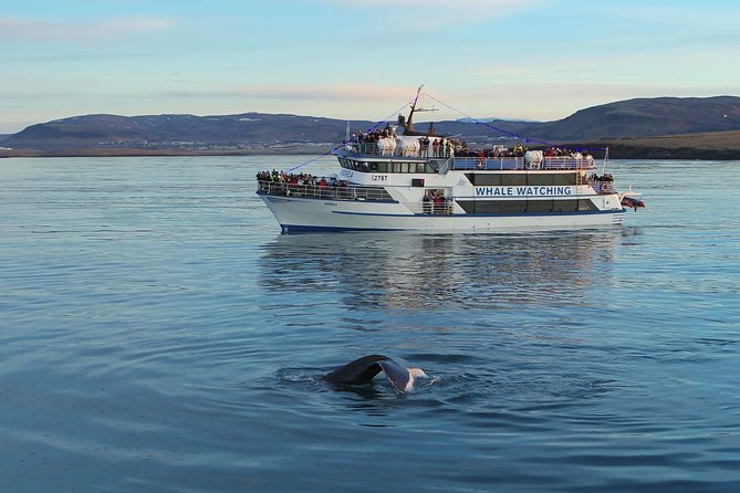 Reykjavik Shore Excursion: Whale-Watching Cruise - Onboard comfort: warm gear, speakers you can actually hear, and WiFi