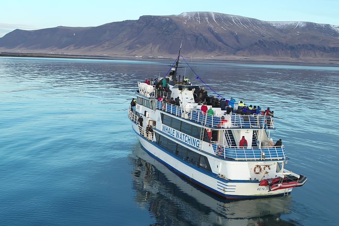 Reykjavik Shore Excursion: Whale-Watching Cruise - The Special Tours Iceland app: wildlife info you can use right away
