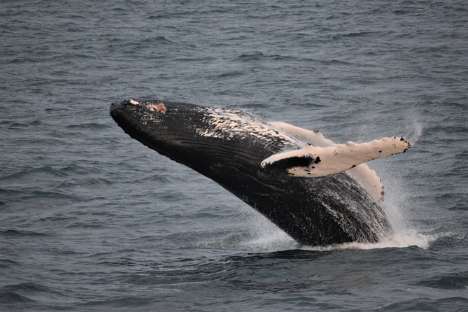 Reykjavik Shore Excursion: Whale-Watching Cruise - Getting to Skarfabakki Harbour without the last-minute stress