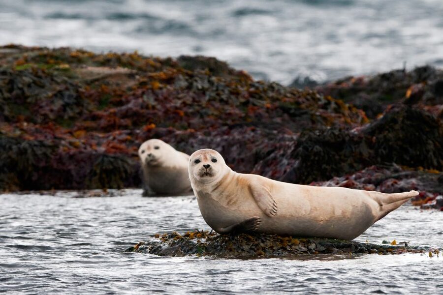 Reykjavik: Small-Group Snæfellsnes Day Trip - Ytri-Tunga: seals, a farm beach, and a surprisingly intimate stop