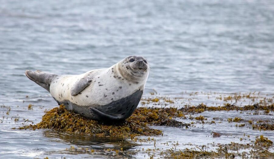 Reykjavik: Snæfellsnes Day Trip with Vatnshellir Lava Cave - The Black Sand Beach Moment You Came For