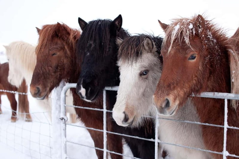 Reykjavik: The Golden Circle Full-Day Tour - FAQ