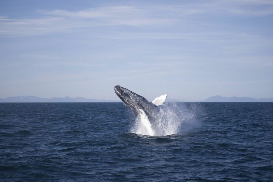 Reykjavik: the Original 3-Hour Whale Watching Tour - Key highlights worth planning for