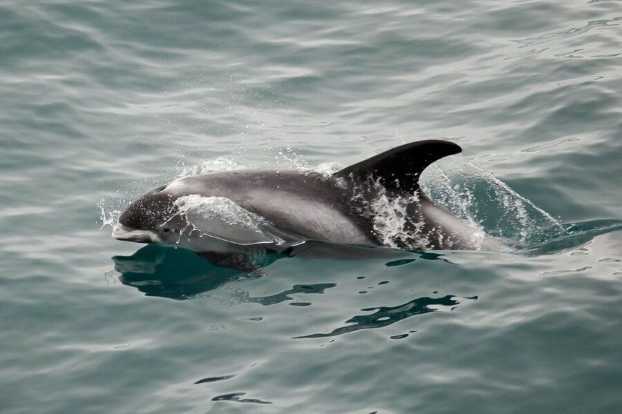 Reykjavik: the Original 3-Hour Whale Watching Tour - Cold weather reality, and how to handle it like a pro