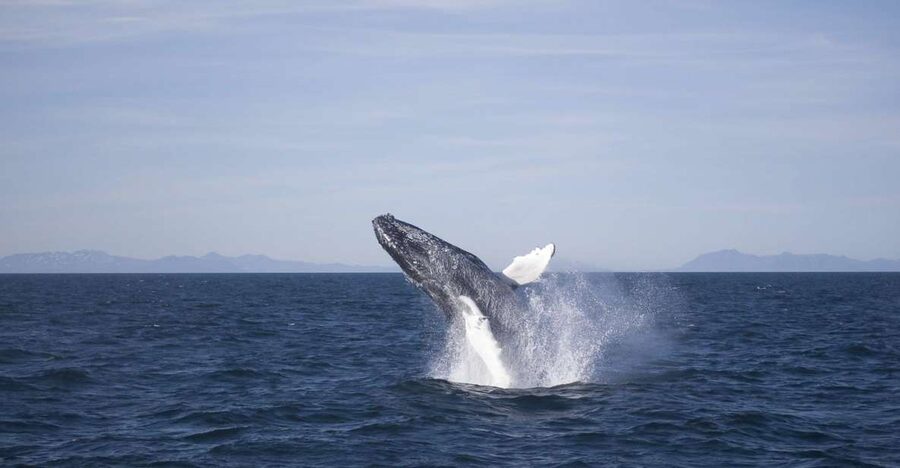Reykjavik: the Original 3-Hour Whale Watching Tour - Why Faxaflói Bay makes a 3-hour trip feel complete