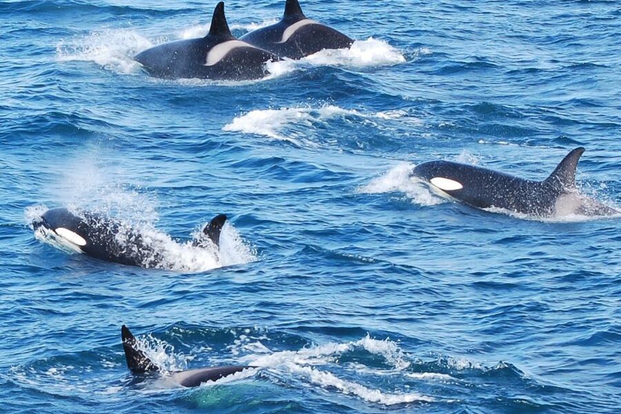 Reykjavik: the Original 3-Hour Whale Watching Tour - Boat setup: viewing spots, WiFi, and staying comfortable