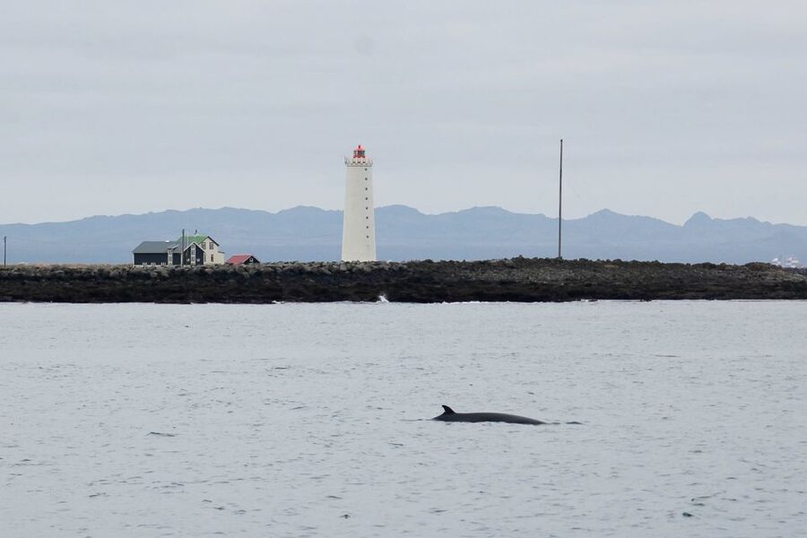 Reykjavik: the Original 3-Hour Whale Watching Tour - What wildlife you’re likely to see (and how close it can get)