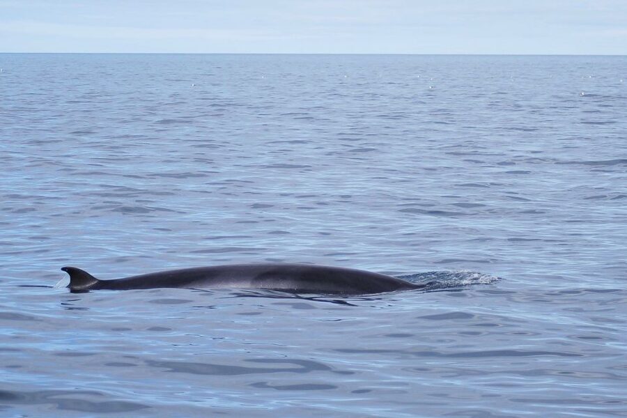 Reykjavik: the Original 3-Hour Whale Watching Tour - The marine biologist commentary and the Whale Diary effect