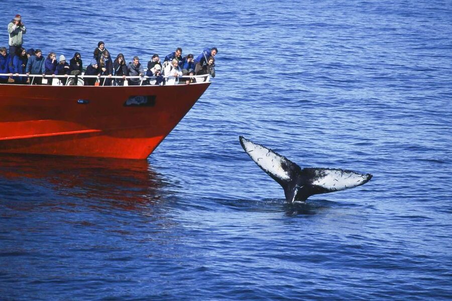 Reykjavik: the Original 3-Hour Whale Watching Tour - Responsible whale watching you can feel on the water