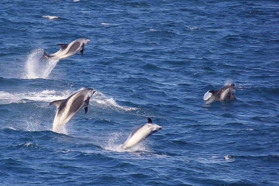 Reykjavik: the Original 3-Hour Whale Watching Tour - Price and value: is $108 fair for three hours?