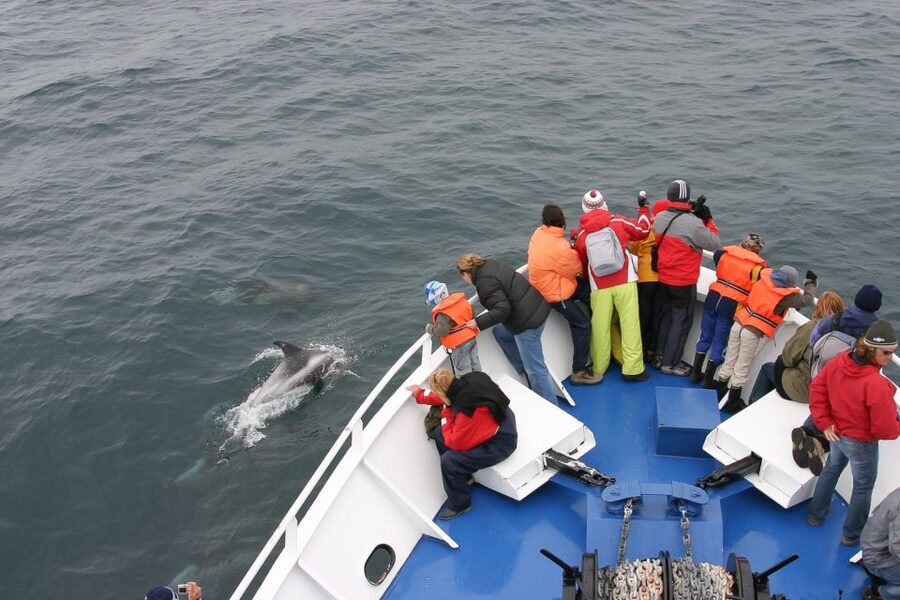 Reykjavik: the Original 3-Hour Whale Watching Tour - Old Harbour check-in and the Whale Watching Centre warm-up